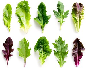 Collection or set of various verdure leaves for salad isolated on white background.