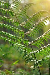 Fern leaves in the green forest with blurred background. 