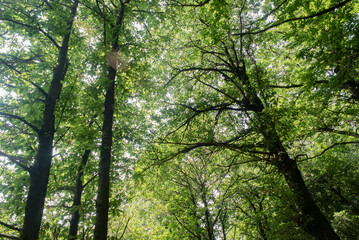 CHIOME D'ALBERO