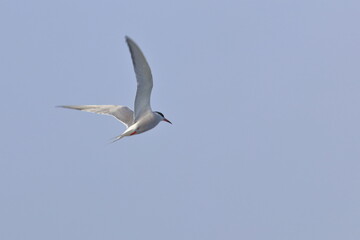 terns
