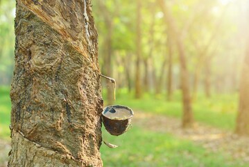 Close up bowlful of Natural rubber latex trapped from rubber tree. Rubber plantation for industrial...