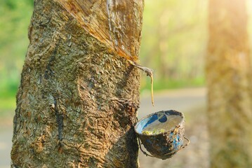 Close up bowlful of Natural rubber latex trapped from rubber tree. Rubber plantation for industrial rubber. 