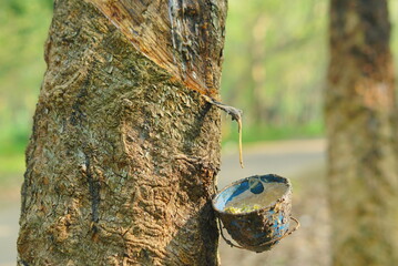 Close up bowlful of Natural rubber latex trapped from rubber tree. Rubber plantation for industrial rubber. 