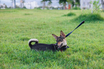 Portait of multi-breed small dog walking and playing with owner in public park, young playful puppy