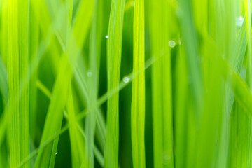 green grass with dew drops