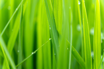 green grass with water drops