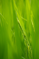 green grass background