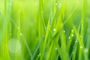 green grass with dew drops
