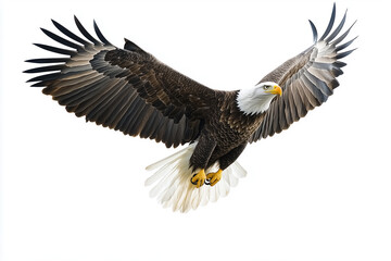 Obraz premium Soaring bald eagle on a white backdrop