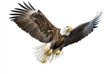 Fototapeta premium Bald eagle in flight against a white background
