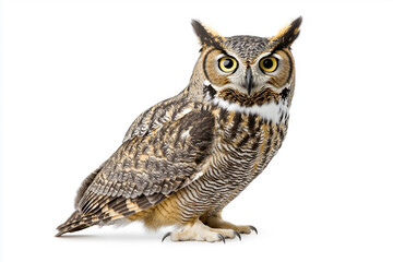 Obraz premium White background with a great horned owl perched