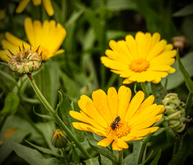 A small wasp.Vespula A small wasp drinks water from raindrops on marigold flowers