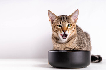 Cute adorable tabby striped mongrel kitten eats kibble food from bowl with appetite and licks itself, on a white background. Advertisement background of cat food, menu delivery, pet store copy space © ricka_kinamoto