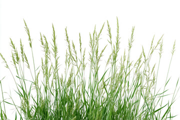 Fototapeta premium Wild grass on white background