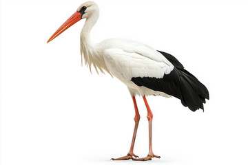 Fototapeta premium Tall stork isolated against white background
