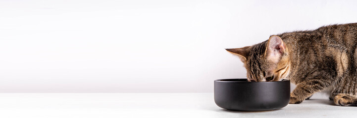 Cute adorable tabby striped mongrel kitten eats kibble food from bowl with appetite and licks...