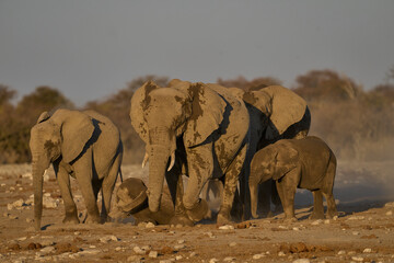 African elephant (Loxodonta africana) have a dust bath after drinking at a nearby waterhole in...