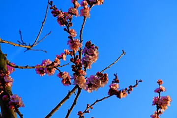 Blooming trees in the garden with pink flowers, blooming apricot