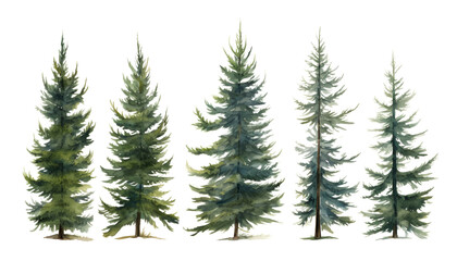 Fototapeta premium set of pine tree watercolor isolated on transparent background cutout