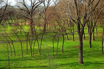 Fototapeta premium Park in early spring with green grass and bare trees without leaves