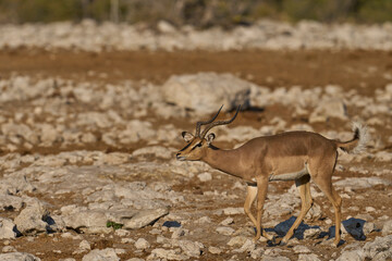 Male Black-faced Impala (Aepyceros melampus petersi) displaying during the annual rut at a waterhole in Etosha National Park, Namibia.