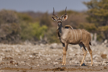 Greater Kudu (Tragelaphus strepsiceros) at a waterhole in Etosha National Park, Namibia