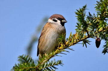 Ein Sperling sitzt auf dem Ast eines Nadelbaumes vor blauem Himmel (Makroaufnahme)