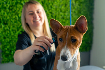 close up in grooming salon a master in a black uniform on a green plant background combs a...