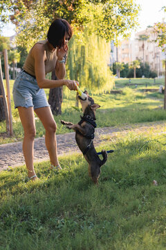 Smiling young woman walks and plays with a small dog in public park,