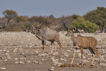 Greater Kudu (Tragelaphus strepsiceros) at a waterhole in Etosha National Park, Namibia