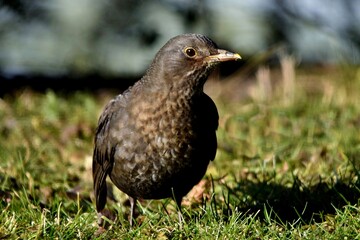 Ein Amselweibchen in Großaufnahme