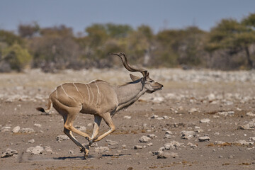Greater Kudu (Tragelaphus strepsiceros) at a waterhole in Etosha National Park, Namibia