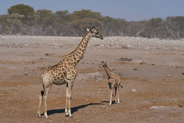 Adult Giraffe (Giraffa camelopardalis) and young at a waterhole in Etosha National Park, Namibia
