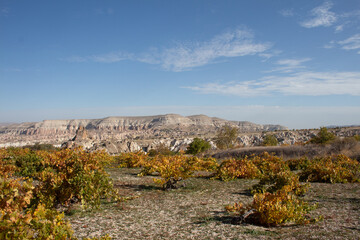 vineyards in Cappadocia Turkey in Fall showing colorful leaves