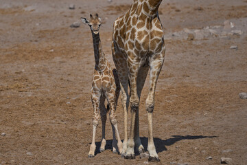Obraz premium Adult Giraffe (Giraffa camelopardalis) and young at a waterhole in Etosha National Park, Namibia
