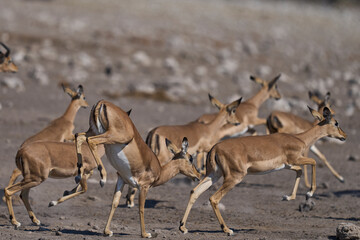 Black-faced Impala (Aepyceros melampus petersi) leaping after getting spooked at a waterhole in Etosha National Park, Namibia 