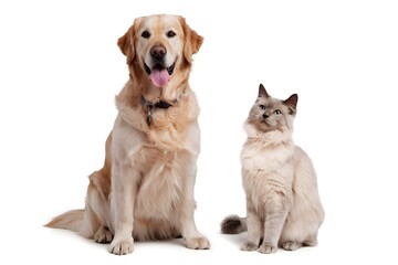 Fototapeta premium Golden Retriever with tongue out sits beside a Siamese cat, white background