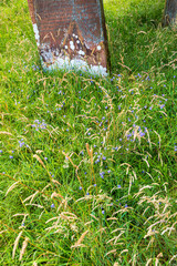 Obraz premium Harebells Campanula rotundifolia L. growing on 19th century graves in the churchyard of the Victorian church of St. Mary in the village of Walton, Cumbria, England UK