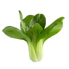 Young organic white bok choy or bak choi Chinese cabbage isolated on a transparent background