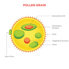 Pollen Grain Tiny Particles Crucial for Plant Reproduction and Pollination