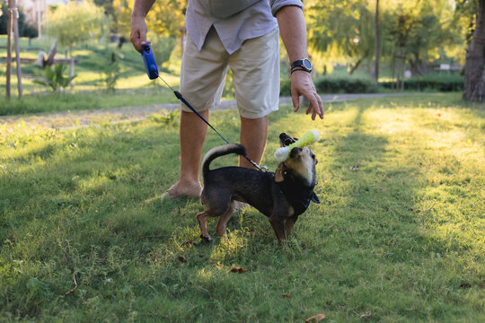 Smiling middle-aged man walks and plays with a small dog in public park