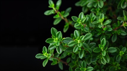 Close Up of Fresh Thyme Leaves on Black Background