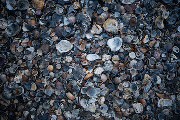 Shells colored texture
