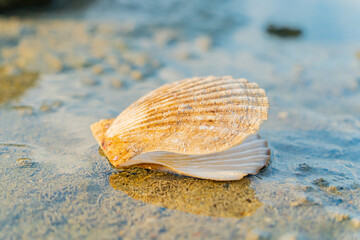 A seashell.
The landscape of the suburb of Nha Trang in Vietnam at low tide. 
