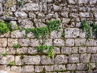 Old weathered brick wall with plants growing from cracks