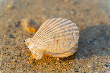 A seashell.
The landscape of the suburb of Nha Trang in Vietnam at low tide. 
