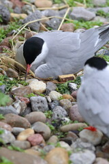 tern parent