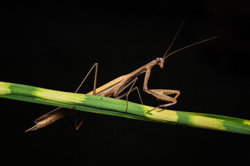 Religious Mantis - Mantis religiosa, popular unique large insect from European meadows and grasslands, Zlin, Czech Republic.