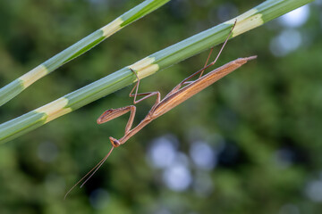 Religious Mantis - Mantis religiosa, popular unique large insect from European meadows and grasslands, Zlin, Czech Republic.