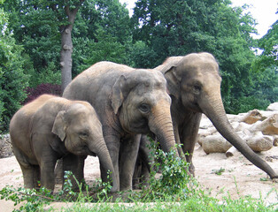 Three large elephants standing in the zoological park